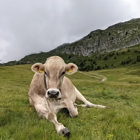 Talisman Auf Der דירה רידראלפ